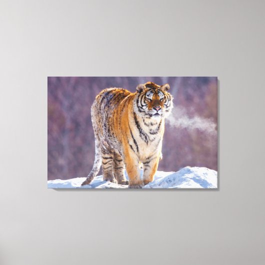Siberische tijger in sneeuw, China Canvas Afdruk (Voorkant)