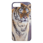 Siberische tijger in sneeuw, China Case-Mate iPhone Case (Achterkant)