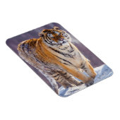 Siberische tijger in sneeuw, China Magneet (Rechterzijde)