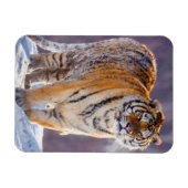 Siberische tijger in sneeuw, China Magneet (Horizontaal)