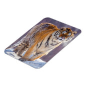 Siberische tijger in sneeuw, China Magneet (Linkerzijde)