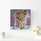 Siberische tijger in sneeuw, China Vierkante Klok (Huis)