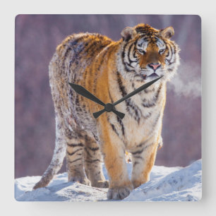 Siberische tijger in sneeuw, China Vierkante Klok