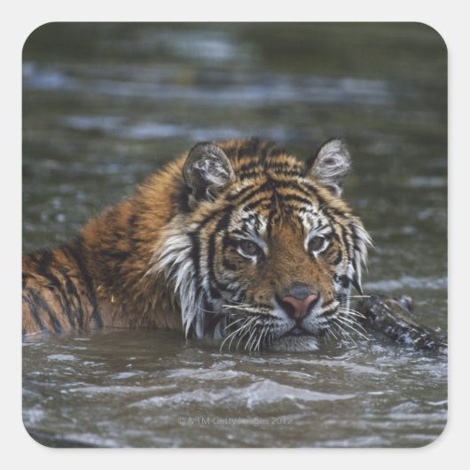 Siberische tijger in water vierkante sticker (Voorkant)