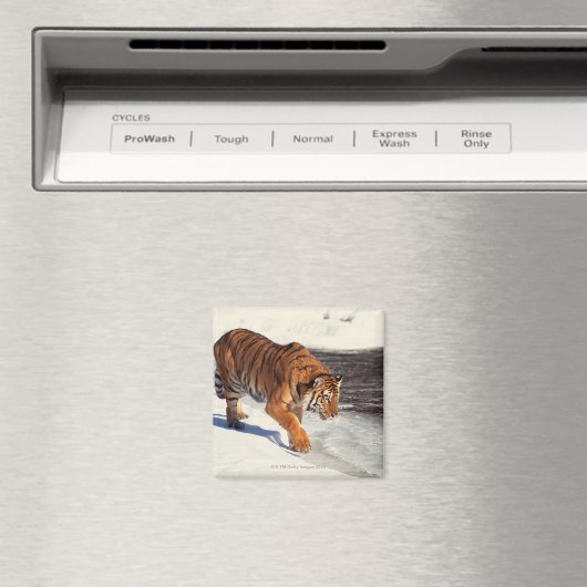 Siberische tijger magneet (Insitu (Vaatwasser))