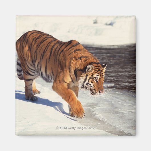 Siberische tijger magneet (Voorkant)