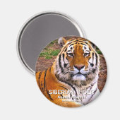 Siberische Tijger Magneet (Voorkant / Achterkant)