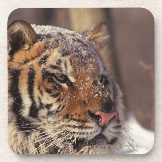 Siberische tijger onderzetter (Voorkant)