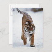 Siberische tijger op sneeuw briefkaart (Voorkant / Achterkant)
