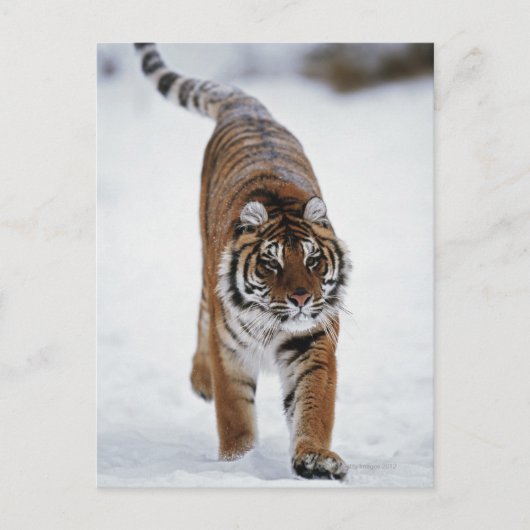 Siberische tijger op sneeuw briefkaart (Voorkant)