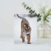 Siberische tijger op sneeuw briefkaart (Staand voorkant)