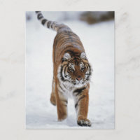 Siberische tijger op sneeuw