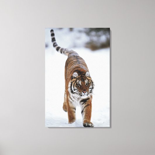 Siberische tijger op sneeuw canvas afdruk (Voorkant)