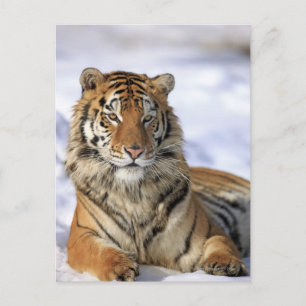 Siberische tijger, Panthera tigris altaica, Azië Briefkaart
