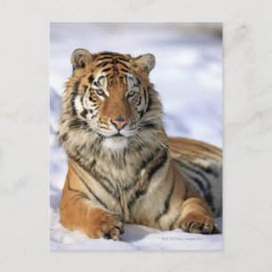 Siberische tijger (Panthera tigris altaica) Azië Briefkaart