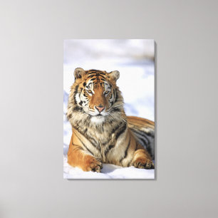 Siberische tijger, Panthera tigris altaica, Azië; Canvas Afdruk