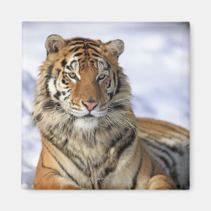 Siberische tijger, Panthera tigris altaica, Azië; Magneet