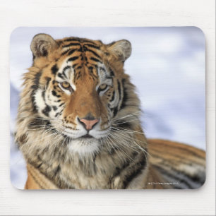 Siberische tijger, Panthera tigris altaica, Azië; Muismat