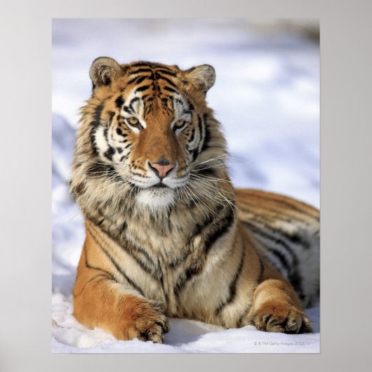 Siberische tijger, Panthera tigris altaica, Azië; Poster (Voorkant)