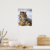 Siberische tijger, Panthera tigris altaica, Azië Poster (Keuken)