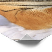 Siberische tijger, Panthera tigris altaica, Azië Poster (Hoek)