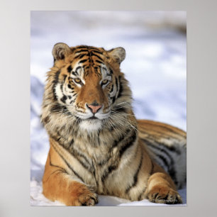 Siberische tijger, Panthera tigris altaica, Azië Poster