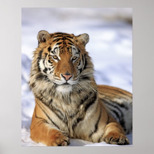 Siberische tijger, Panthera tigris altaica, Azië Poster (Voorkant)