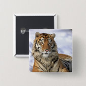Siberische tijger, Panthera tigris altaica, Azië Vierkante Button 5,1 Cm (Voorkant /achterkant)