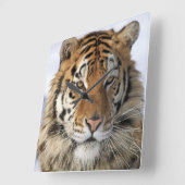 Siberische tijger, Panthera tigris altaica, Azië Vierkante Klok (Hoek)