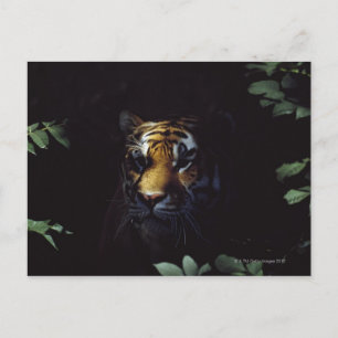Siberische tijger (Panthera Tigris Altaica) Briefkaart