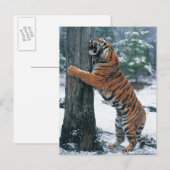 Siberische tijger (Panthera tigris altaica) Briefkaart (Voorkant / Achterkant)