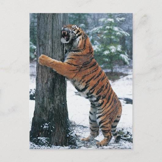 Siberische tijger (Panthera tigris altaica) Briefkaart (Voorkant)