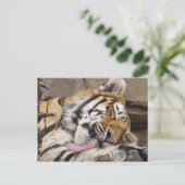 Siberische tijger Panthera tigris altaica likkend Briefkaart (Staand voorkant)