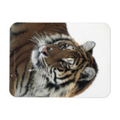 Siberische tijger (Panthera Tigris Altaica) Magneet (Horizontaal)