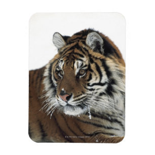 Siberische tijger (Panthera Tigris Altaica) Magneet