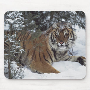 Siberische tijger (Panthera Tigris Altaica) Muismat