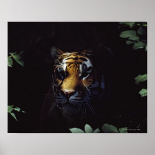 Siberische tijger (Panthera Tigris Altaica) Poster