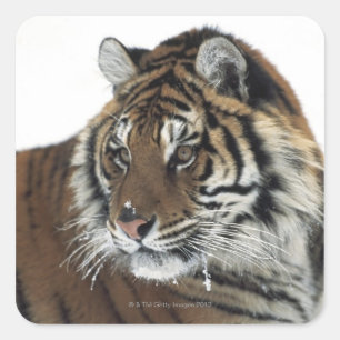 Siberische tijger (Panthera Tigris Altaica) Vierkante Sticker