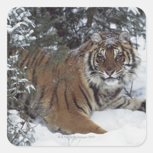 Siberische tijger (Panthera Tigris Altaica) Vierkante Sticker