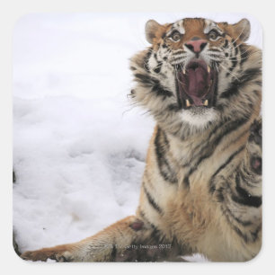 Siberische tijger (Panthera tigris altaica) Vierkante Sticker
