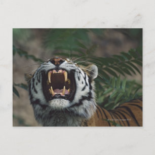 Siberische tijger (Panthera Tigris) Bares Fangs Briefkaart