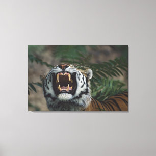 Siberische tijger (Panthera Tigris) Bares Fangs Canvas Afdruk