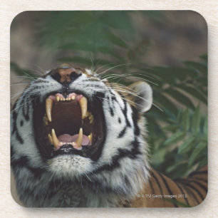 Siberische tijger (Panthera Tigris) Bares Fangs Drankjes Onderzetter