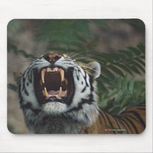 Siberische tijger (Panthera Tigris) Bares Fangs Muismat