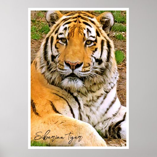 Siberische Tijger Poster (Voorkant)