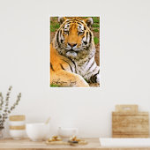 Siberische Tijger Poster (Keuken)
