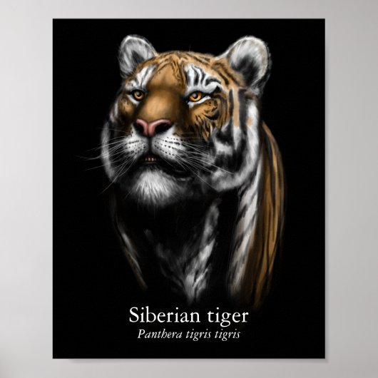Siberische Tijger Poster (Halfglans) (Voorkant)