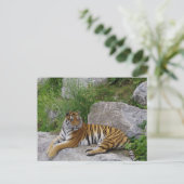 Siberische Tijger Rustend op een Rots Briefkaart (Staand voorkant)