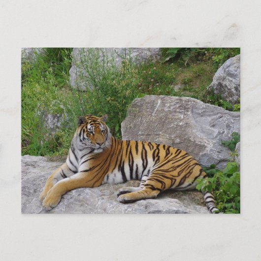 Siberische Tijger Rustend op een Rots Briefkaart (Voorkant)