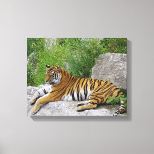 Siberische Tijger Rustend op een Rots Canvas Afdruk